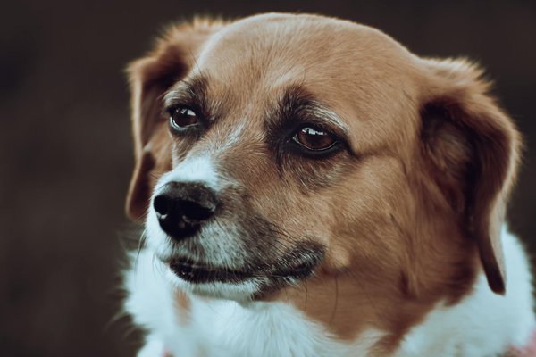 Arbre à chat design : allier élégance, qualité et bien-être félin