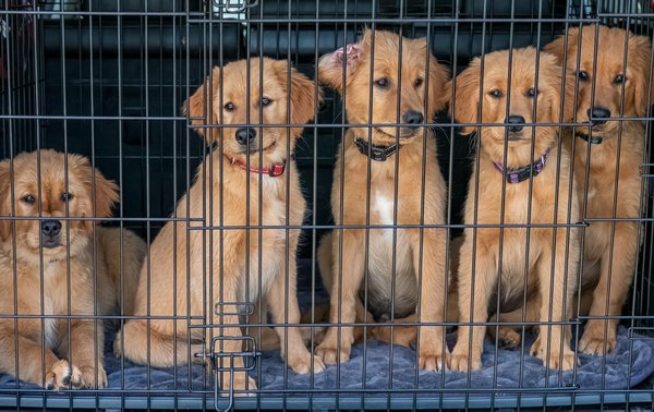 Créer un réseau local pour prévenir les pertes de chiens