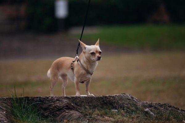 Les meilleures races de chats pour les personnes allergiques
