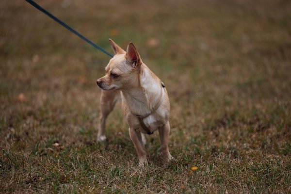 Faits sur l'iguane de roche