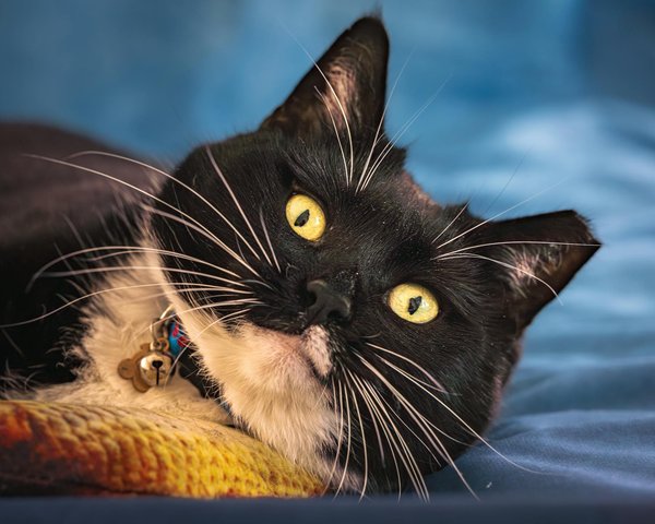 L'étonnante vie des araignées aquatiques