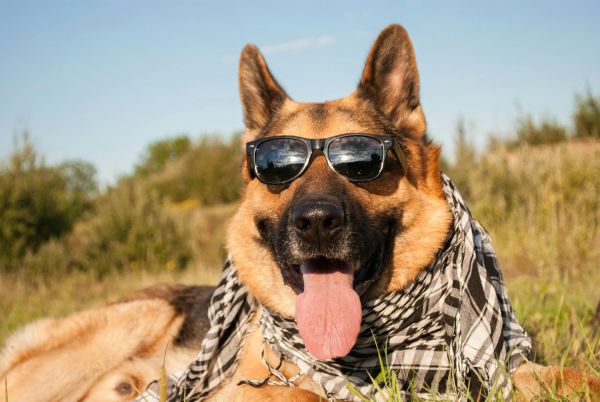 Top 5 lunettes canines pour protéger les yeux des intempéries